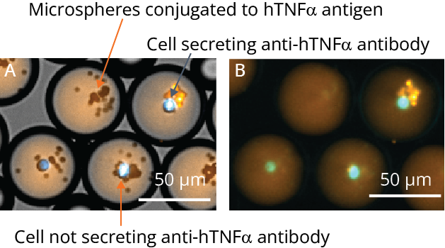 Fig 2 w Tnf a text copy(1)